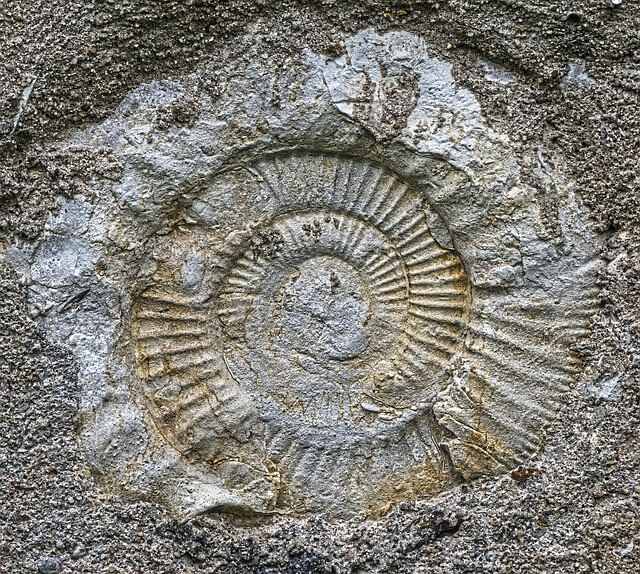 collecting ammonite fossils in oregon