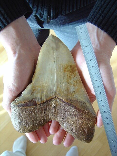 megalodon shark tooth fossil