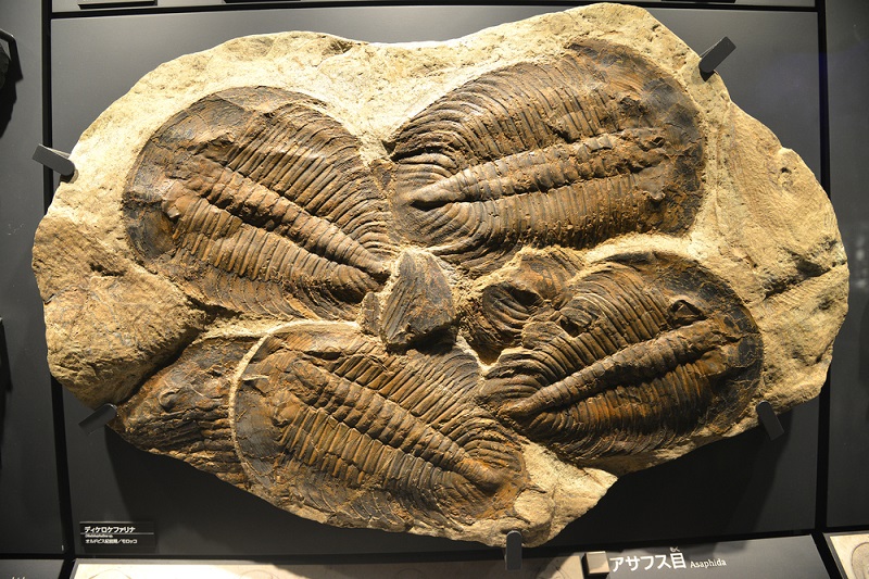 different types of trilobites found in ohio