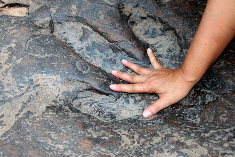 persons hand inside a dinosaur footprint fossil