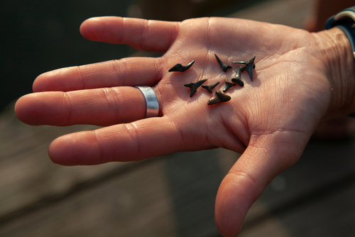 beaches for finding shark teeth in south carolina 