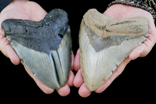 looking for megalodon teeth in south carolina