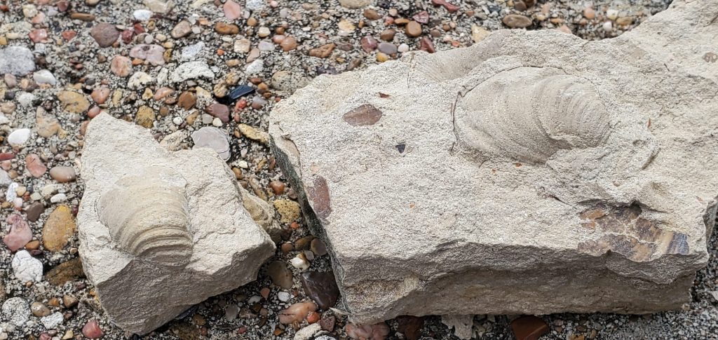 bivalve fossils from waco texas