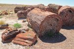 how old is petrified wood