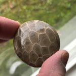 round polished petoskey stone