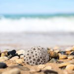 petoskey stone on shore in michigan