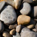 charlevoix stone vs petoskey stone