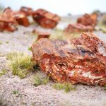 looking for petrified wood in nevada