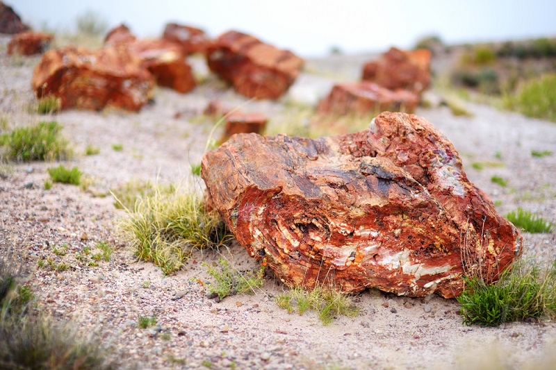 looking for petrified wood in nevada