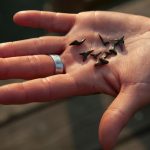 how to find shark teeth in creeks and rivers