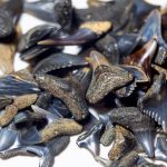 Best Tools For Finding Shark Teeth