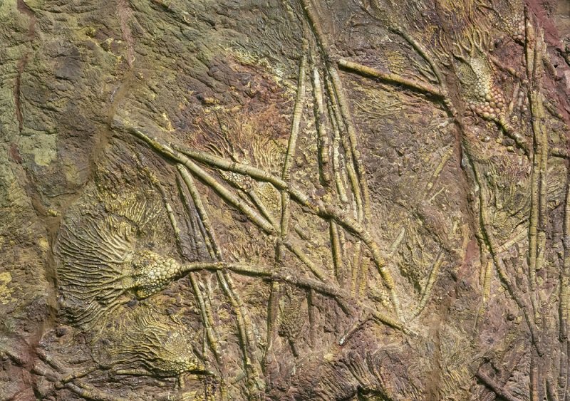 where to find crinoid fossils in ohio