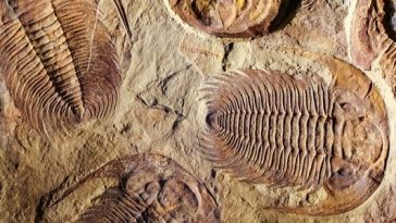 tirlobite fossil in ohio