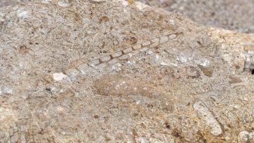 gastropod fossil found in waco texas