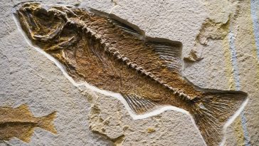 why fossils found in sedimentary rock