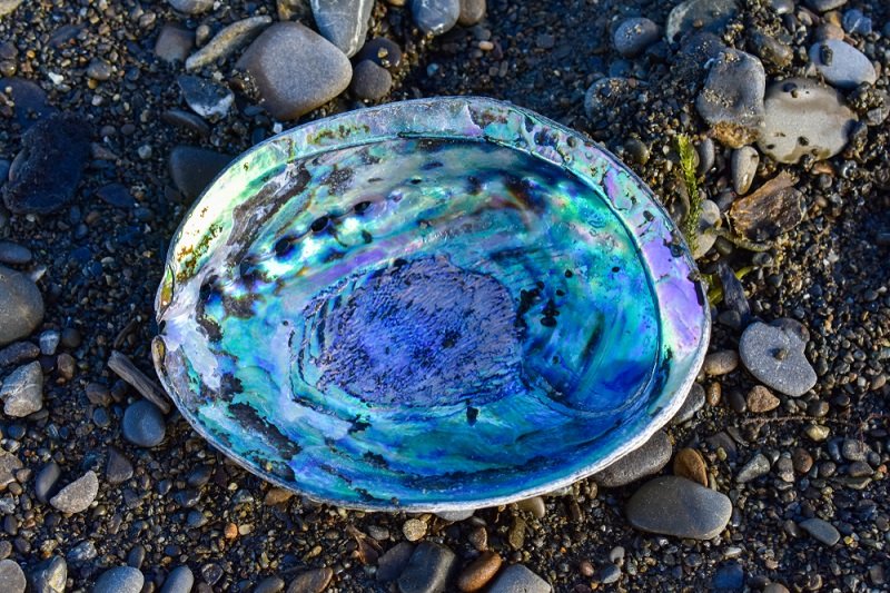 iridescence of abalone shell