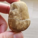petrified wood found in kansas