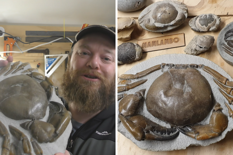 giant crab fossil